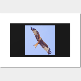 Red Kite in Flight Posters and Art